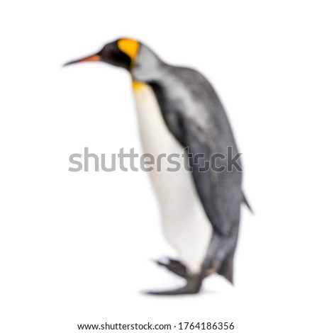 Blury walking King penguin, isolated on white
