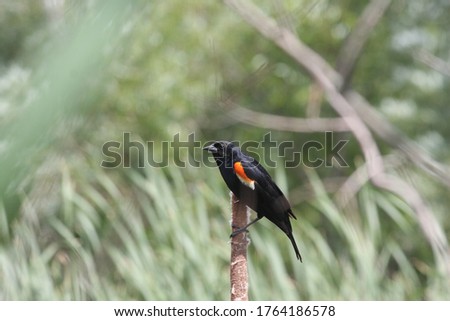 A Mature male Red Winged Blackbird perched on a bull rush looking to the left from the camera.