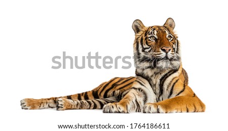 Tiger lying down isolated on white Royalty-Free Stock Photo #1764186611
