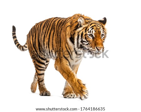 Tiger prowling and approaching, isolated Royalty-Free Stock Photo #1764186635