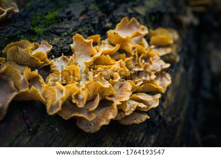 Photo of first mushrooms in early spring season