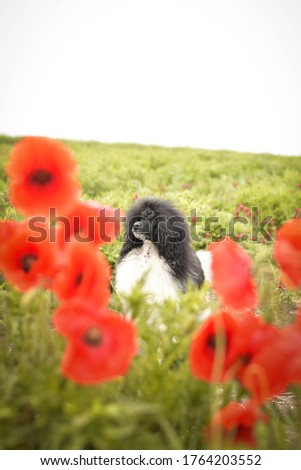 Portrait of puppy poodle, who is hidding in poppy seed. He is so cute