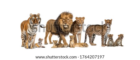 Large group of many wild cats, cub and adult together in a row Royalty-Free Stock Photo #1764207197