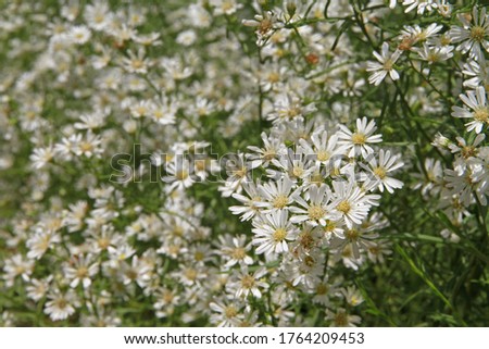Beautiful small white flowers blooming white light and a pale yellow center sheet in the natural sunlight garden.