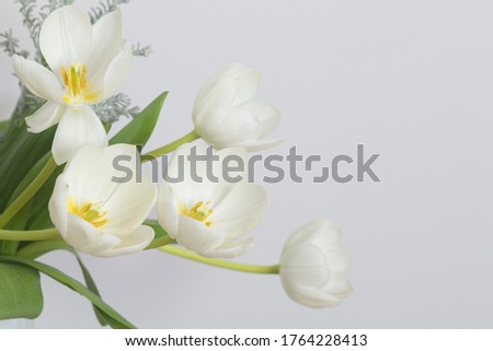 Beautiful white tulip isolated on white background