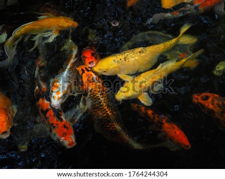 The picture of colorful koi fish.