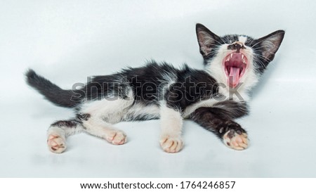 A two-tone black and white domestic cat, several weeks old, is practicing walking. Adorable kitten photographed against a clean white background in an indoor studio