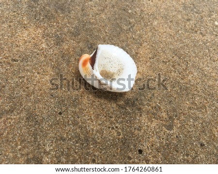Beautiful oyster shell (sea shell ) on beach