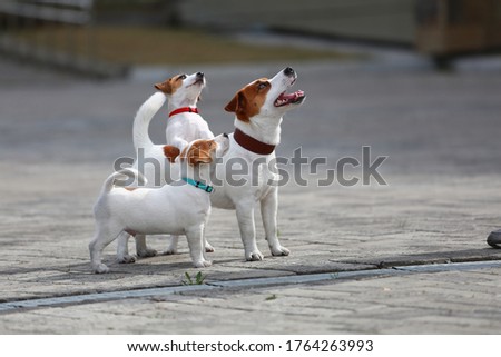 three Jack Russell Terriers asking for food