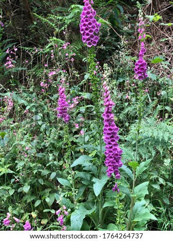 Foxglove flowers in the Guisborough forest of the north east of England. 