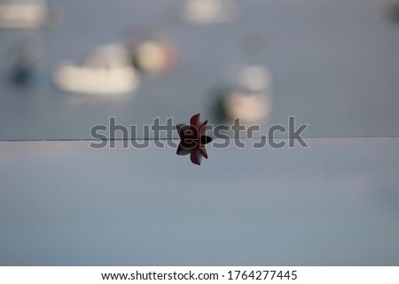 A flower placed on a glass surface behind a blurry background