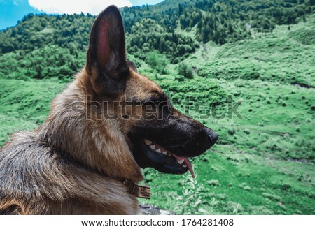 German shepherd in the mountains. The dog travels through the mountains of the Caucasus, Georgia, Svaneti. Dog traveler.
