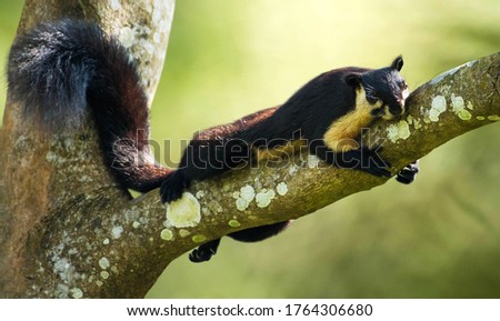 The black giant squirrel or Malayan giant squirrel is a large tree squirrel in the genus Ratufa native to the Indomalayan zootope. It is found in forests from northern Bangladesh, northeast India.