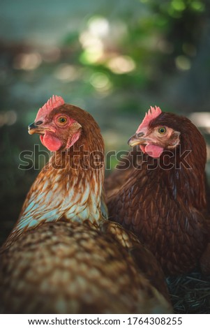 Pictures of Laying Hens in liberty