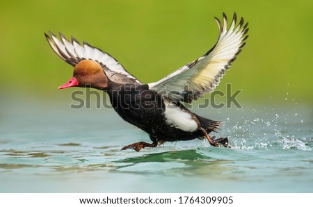 Red-crested pochard,The red-crested pochard is a large diving duck.