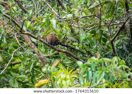 Squirrel Cuckoo Costa Rica 1