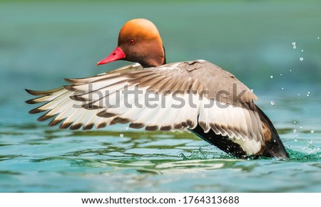 Red-crested pochard,The red-crested pochard is a large diving duck.