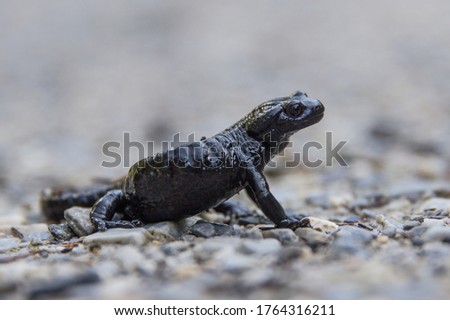 Black alpine salamander lizard in the Swiss and Austrian alps.