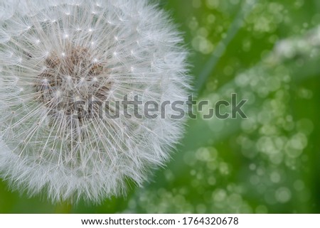 White dandelion flower close-up on a natural green background on a summer sunny day. Allergen plant.