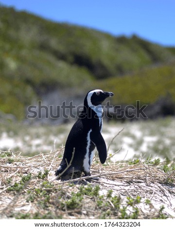 Penguin standing tall at penguin beach