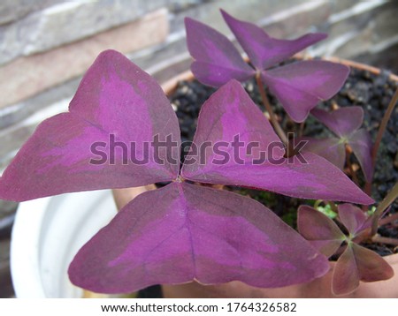 Purple clover, the lucky charm