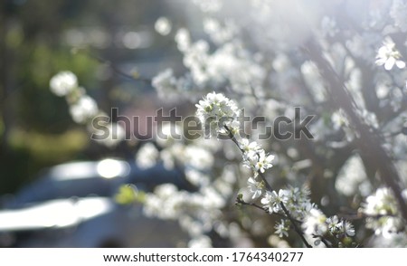 White spring cherry blossom in sunlight. beautiful springtime background