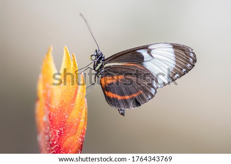 White-barred Longwing (Heliconius cydno) butterfly on a beautiful orange flower in a summer garden. In the amazone rainforest in South America. Presious Tropical butterfly.