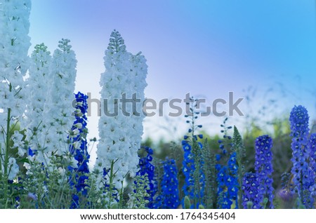 Candle Delphinium flowers blooming in the garden. Delphinium hybrid mixture Royalty-Free Stock Photo #1764345404