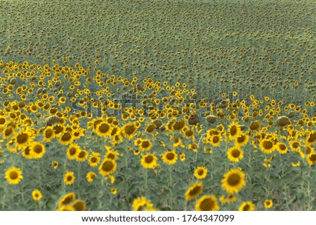  yellow sunflowers field. Summer nature landscape