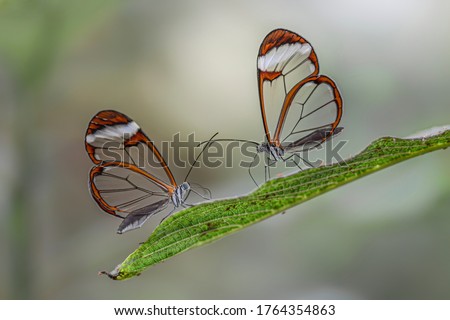 Two Beautiful Glasswing Butterflies (Greta oto) on a leaf in a summer garden. In the amazone rainforest in South America. Presious Tropical butterfly. Royalty-Free Stock Photo #1764354863