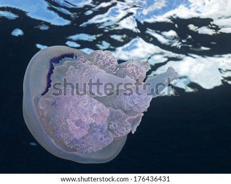 Lung Jelly, Lungenqualle, Wurzelmundqualle (Rhizostoma pulmo) 