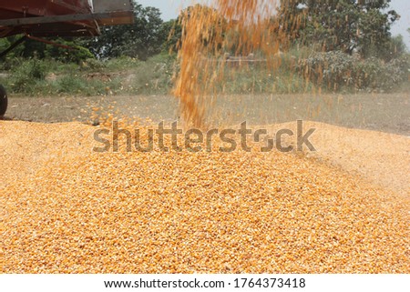 Corn or Maize Kernels are being Thrown and Piled in a Field, Selective Focus, 