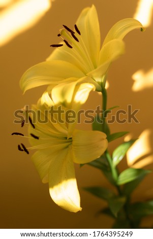 yellow lilium on a yellow background