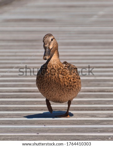 Duck walking towards the camera on wooden dock in "Parc du Heyritz"