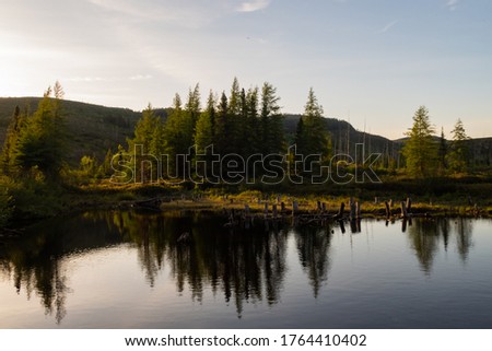 Pine trees reflecting in a lake, Quebec
