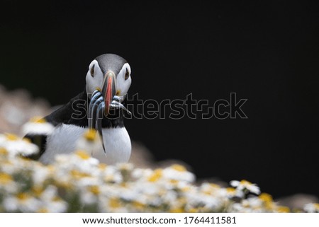 Beautiful Picture of Puffin bird