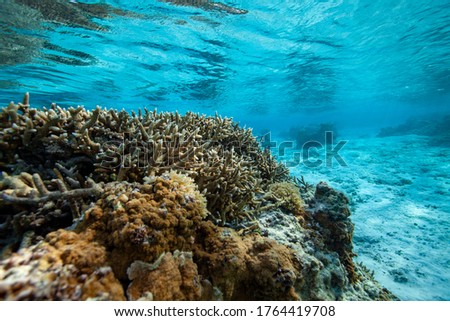 beautiful coral underwater nature photography