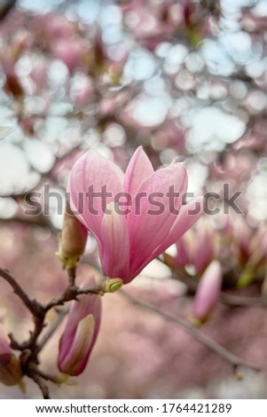 Vertical photo. Spring floral background with magnolia flowers.