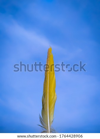 A bird feather on the background of the blue sky