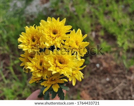 Bright yellow chrysanthemums and blurred background
