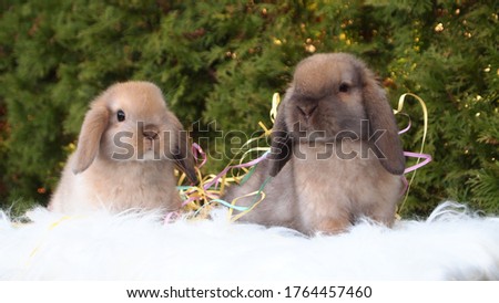 Baby bunny brothers posing with streamers
