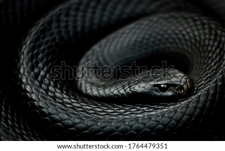Comparing to other Australian snakes this 2m fellow is almost non-venomous. Although its bite causes serious illness, bloodclotting disorder, muscle/nerve damage that would knock you down in few secs.