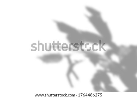 Summer plant shadow background. Shadow of the flower of zygocactus on the white wall. White and black for superimposing a photo or mockup.