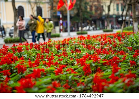 Red flowers blooming at the corner of the street in Hanoi, Vietnam

