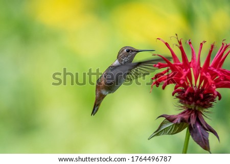 Female Rufous hummingbird hovering and drinking nectar from a bee balm plant.       