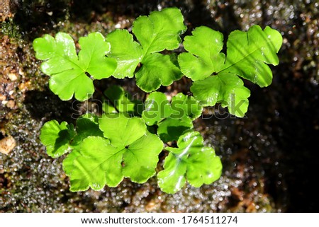 Freshness green, black leaf stalk fern 