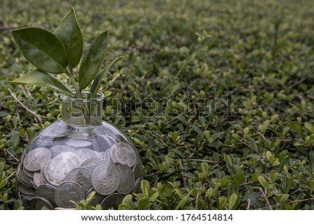The saplings that grow on the pile of coins In a glass bottle on green nature background Symbol for business growth. Investment concept for growth and saving money. Selective focus.