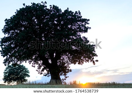 lonely tree at sunset  beautiful photo nature