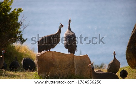 Flock or confusion of guineafowl in a field in front of a blue sea. Royalty-Free Stock Photo #1764556250