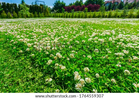 Mowing the lawn with a flowering clover in the garden